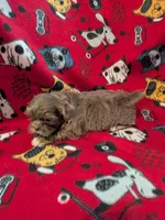 Prince, a male Shih Tzu for sale in Bella Vista, AR – Photo 2 of 5