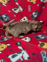 Prince, a male Shih Tzu for sale in Bella Vista, AR – Photo 3 of 5