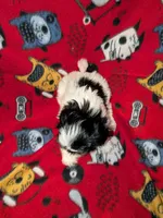 Bolt, a male Shih Tzu for sale in Bella Vista, AR – Photo 5 of 5