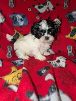Bolt, a male Shih Tzu for sale in Bella Vista, AR – Photo 2 of 5