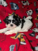 Bolt, a male Shih Tzu for sale in Bella Vista, AR – Photo 1 of 5
