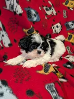 Bolt, a male Shih Tzu for sale in Bella Vista, AR – Photo 3 of 5