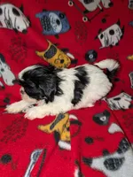 Bolt, a male Shih Tzu for sale in Bella Vista, AR – Photo 4 of 5