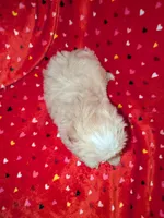 Finn (AKC), a male Shih Tzu for sale in Bella Vista, AR – 3 of 4