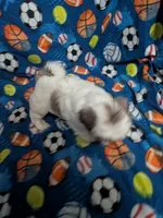 Cassidy (AKC), a male Shih Tzu for sale in Bella Vista, AR – 7 of 7