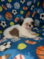 Skyler (AKC), a male Shih Tzu for sale in Bella Vista, AR – 4 of 8