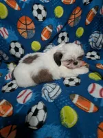 Skyler (AKC), a male Shih Tzu for sale in Bella Vista, AR – 2 of 8