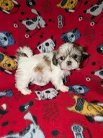 Chase , a male Shih Tzu for sale in Bella Vista, AR – Photo 4 of 6