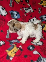 Chase , a male Shih Tzu for sale in Bella Vista, AR – Photo 5 of 6