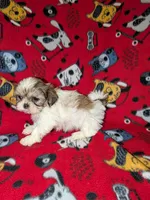 Chase , a male Shih Tzu for sale in Bella Vista, AR – Photo 6 of 6