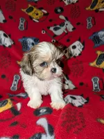 Chase , a male Shih Tzu for sale in Bella Vista, AR – Photo 3 of 6