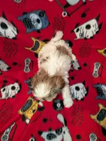 Chase , a male Shih Tzu for sale in Bella Vista, AR – Photo 2 of 6