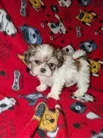 Chase , a male Shih Tzu for sale in Bella Vista, AR – Photo 1 of 6