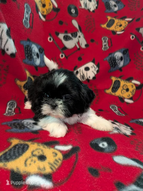 Jasper – Shih Tzu puppy for sale in Bella Vista, AR