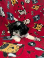 Jasper, a male Shih Tzu for sale in Bella Vista, AR – Photo 1 of 5