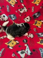 Jasper, a male Shih Tzu for sale in Bella Vista, AR – Photo 4 of 5
