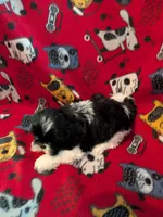 Jasper, a male Shih Tzu for sale in Bella Vista, AR – Photo 2 of 5