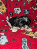Jasper, a male Shih Tzu for sale in Bella Vista, AR – Photo 5 of 5