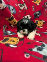Jasper, a male Shih Tzu for sale in Bella Vista, AR – Photo 3 of 5