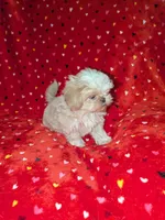 Benny (AKC), a male Shih Tzu for sale in Bella Vista, AR – 4 of 5