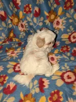 Sophie (AKC), a female Shih Tzu for sale in Bella Vista, AR – 5 of 5