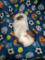 Skyler (AKC), a male Shih Tzu for sale in Bella Vista, AR – 3 of 8