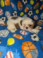 Skyler (AKC), a male Shih Tzu for sale in Bella Vista, AR – 8 of 8