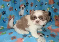 Chester (AKC), a male Shih Tzu for sale in Bella Vista, AR – Photo 4 of 6