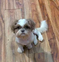 Chester (AKC), a male Shih Tzu for sale in Bella Vista, AR – Photo 1 of 6