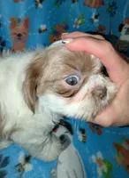 Chester (AKC), a male Shih Tzu for sale in Bella Vista, AR – Photo 5 of 6