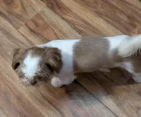 Chester (AKC), a male Shih Tzu for sale in Bella Vista, AR – Photo 3 of 6