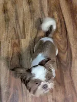 Chester (AKC), a male Shih Tzu for sale in Bella Vista, AR – Photo 2 of 6