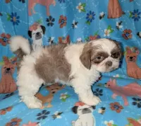 Chester (AKC), a male Shih Tzu for sale in Bella Vista, AR – Photo 6 of 6