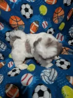 Cassidy (AKC), a male Shih Tzu for sale in Bella Vista, AR – 4 of 7