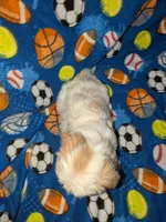 Asher (AKC), a male Shih Tzu for sale in Bella Vista, AR – 6 of 8