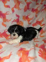 Harley , a female Shih Tzu for sale in Bella Vista, AR – Photo 3 of 5