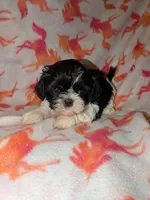 Harley , a female Shih Tzu for sale in Bella Vista, AR – Photo 2 of 5