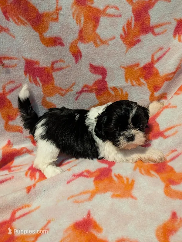 Harley  – Shih Tzu puppy for sale in Bella Vista, AR