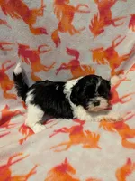 Harley , a female Shih Tzu for sale in Bella Vista, AR – Photo 1 of 5