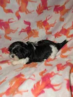 Harley , a female Shih Tzu for sale in Bella Vista, AR – Photo 5 of 5