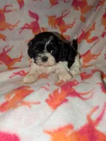Harley , a female Shih Tzu for sale in Bella Vista, AR – Photo 4 of 5