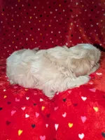 Finn (AKC), a male Shih Tzu for sale in Bella Vista, AR – 4 of 4