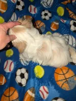 Asher (AKC), a male Shih Tzu for sale in Bella Vista, AR – 4 of 8