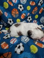 Skyler (AKC), a male Shih Tzu for sale in Bella Vista, AR – 6 of 8