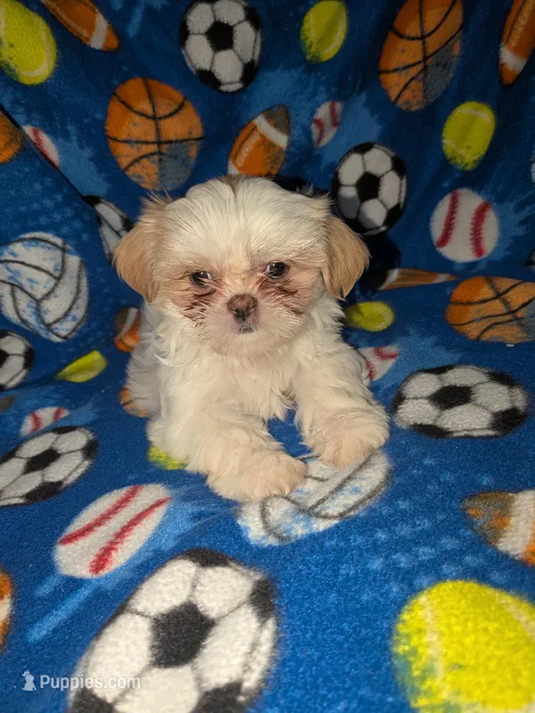 Asher (AKC) – Shih Tzu puppy for sale in Bella Vista, AR