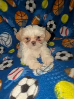 Asher (AKC), a male Shih Tzu for sale in Bella Vista, AR – 1 of 8