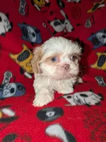 Aspen, a male Shih Tzu for sale in Bella Vista, AR – Photo 2 of 6