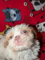 Aspen, a male Shih Tzu for sale in Bella Vista, AR – Photo 3 of 6