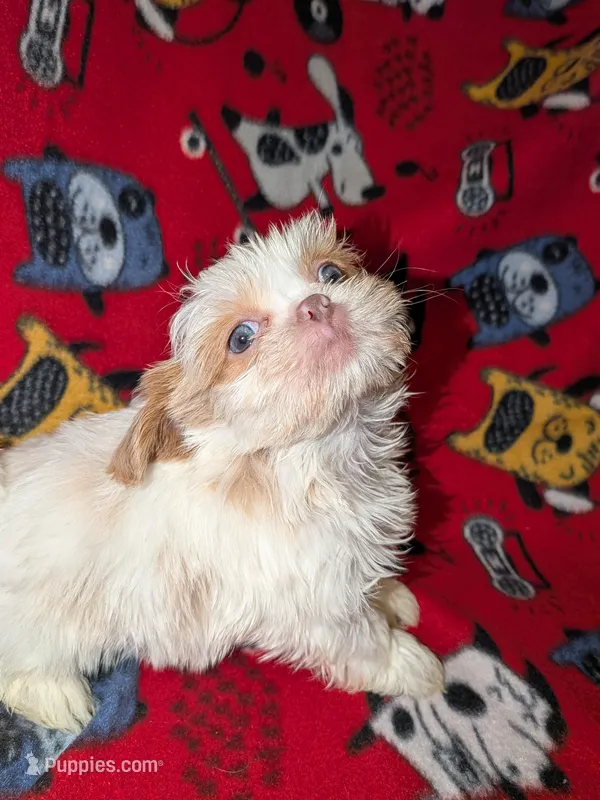 Aspen, a male Shih Tzu for sale in Bella Vista, AR – Photo 1 of 6
