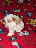Aspen, a male Shih Tzu for sale in Bella Vista, AR – Photo 4 of 6